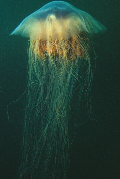 Самое длинное животное на Земле - ядовитая медуза